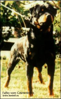 ��������� Falko vom Gr&uuml;ntenblick