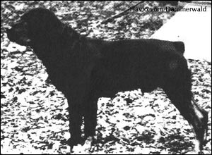 ��������� Flavio vom D&auml;mmerwald