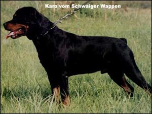 ��������� Karo vom Schwaiger Wappen