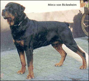 ��������� Mirco von Bickesheim