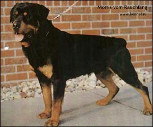 ��������� Morris vom Rauchfang