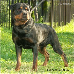 ��������� Rotti's Allyans Noris
