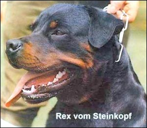 ��������� Rex vom Steinkopf