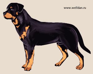 ������ ����������