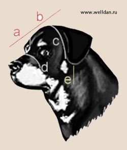 ������ ����������