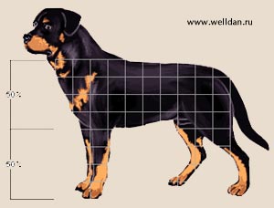 ������ ����������