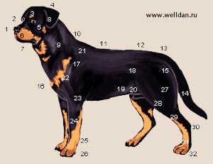 ������ ����������