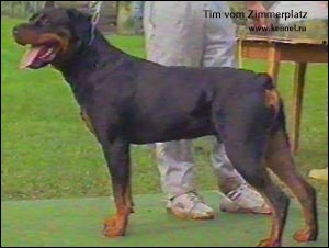 ��������� Timm vom Zimmerplatz