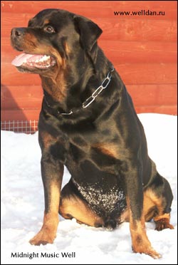 ��������� Midnight Music Well