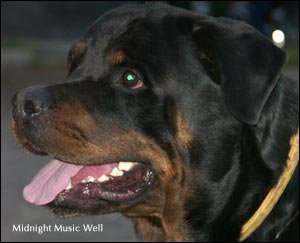 ��������� Midnight Music Well